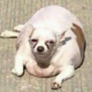 Meet your Posher, Shealin